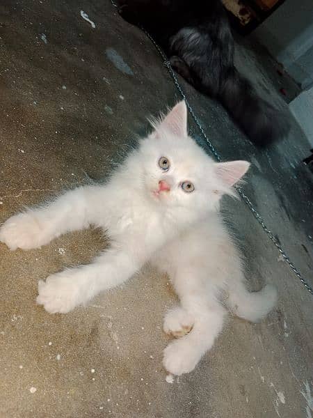 Persian female kittens available 0