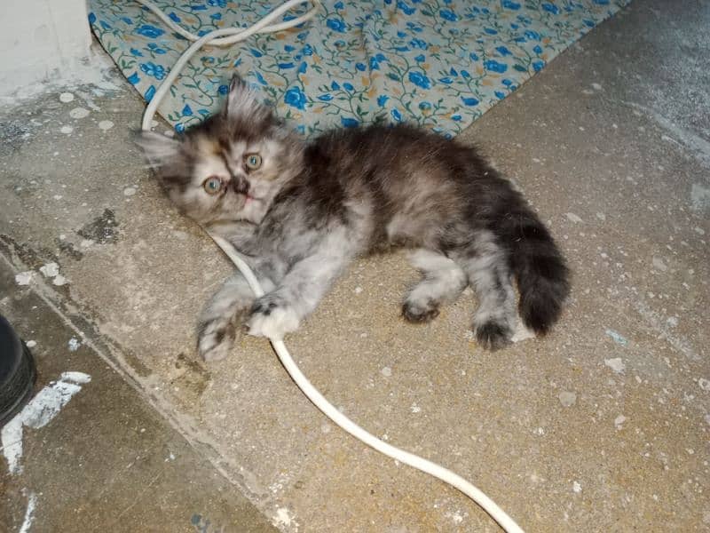 Persian female kittens available 1