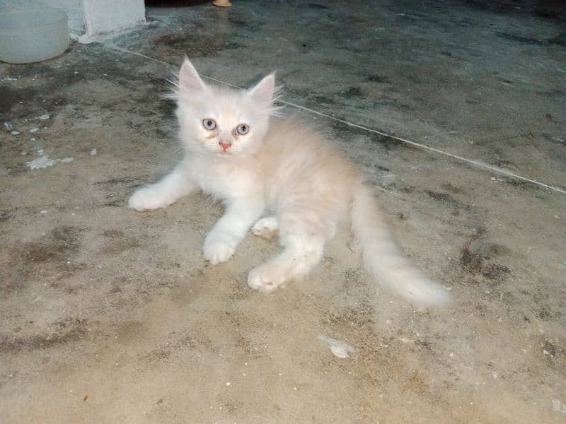 Persian female kittens available 3