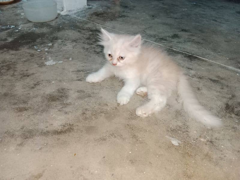 Persian female kittens available 5