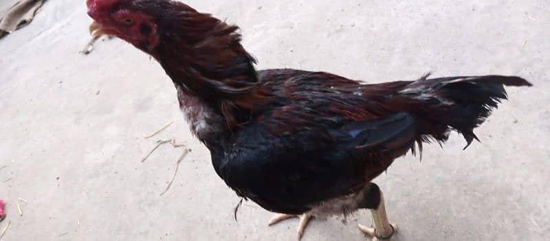 eggs,misriand Desi pair avialable and quality aseel birds eg avialable 1