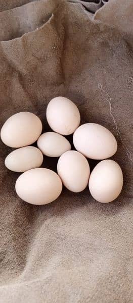 eggs,misriand Desi pair avialable and quality aseel birds eg avialable 5