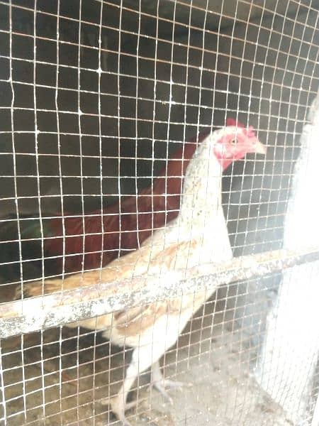 eggs,misriand Desi pair avialable and quality aseel birds eg avialable 7
