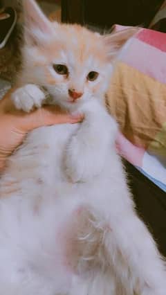 semi Persian kitten for adoption