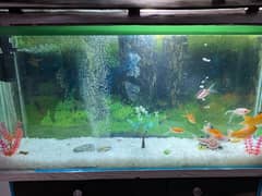 Aquariums / Fish Aquarium / Fish Tank / Aquariums SALE