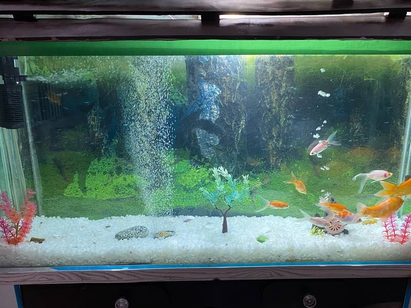 Aquariums / Fish Aquarium / Fish Tank / Aquariums SALE 0
