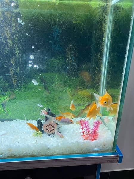 Aquariums / Fish Aquarium / Fish Tank / Aquariums SALE 1