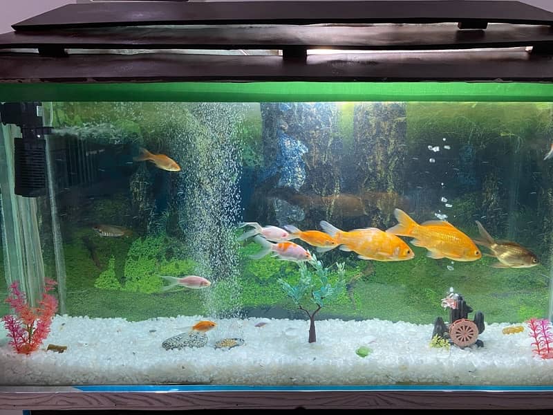 Aquariums / Fish Aquarium / Fish Tank / Aquariums SALE 2