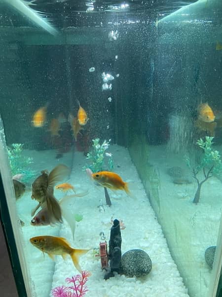 Aquariums / Fish Aquarium / Fish Tank / Aquariums SALE 3