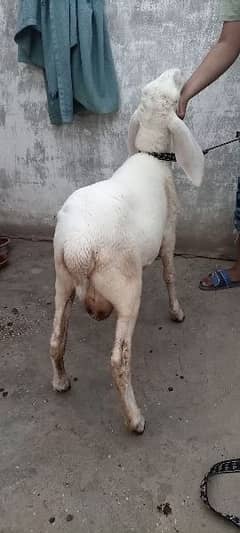 sheep for sale dumba