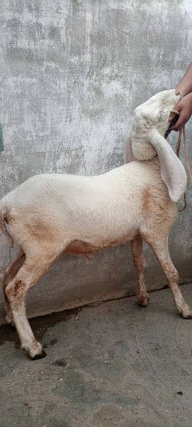 sheep for sale dumba 1