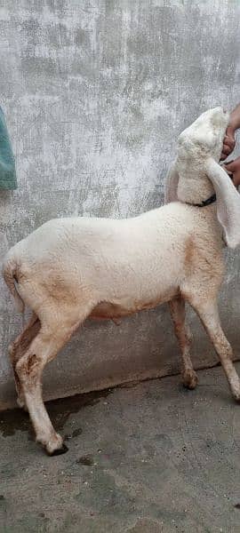 sheep for sale dumba 3