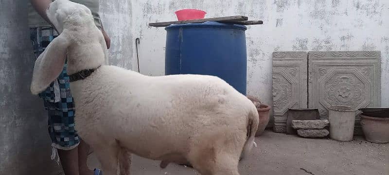 sheep for sale dumba 4
