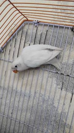 Love birds Albino split ino 1 pathaa