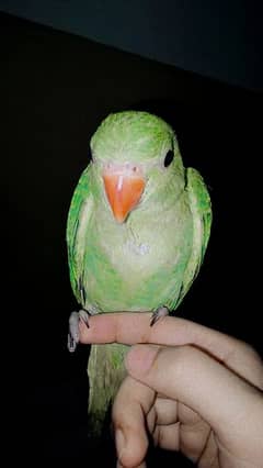 2 Months old baby parrot
