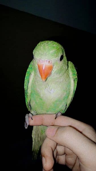 2 Months old baby parrot 0