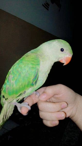 2 Months old baby parrot 1