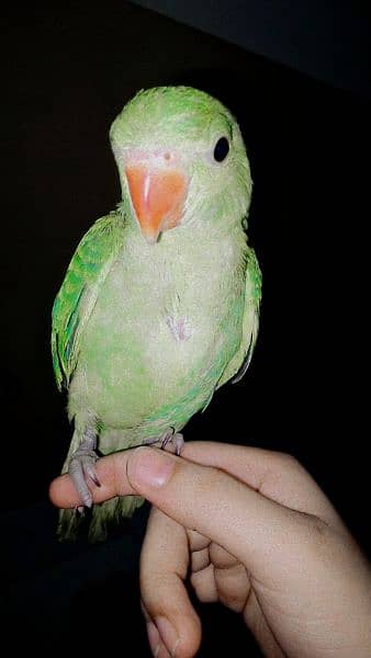 2 Months old baby parrot 2