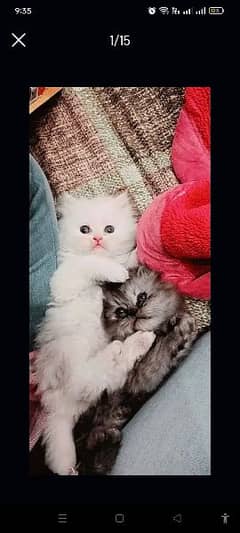 Persian kittens white pair