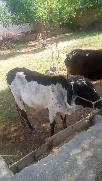 A desi bull for 2saal ka   beautiful bacha for Qurbani 0