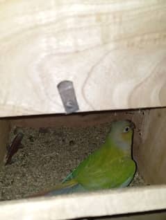 DNA green check conure breeder pair with chick