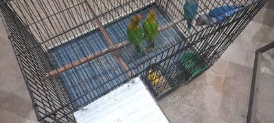 Love bird Fisher breeder Pair Blue and Green Urgent Sale