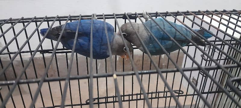 Love bird Fisher breeder Pair Blue and Green Urgent Sale 2