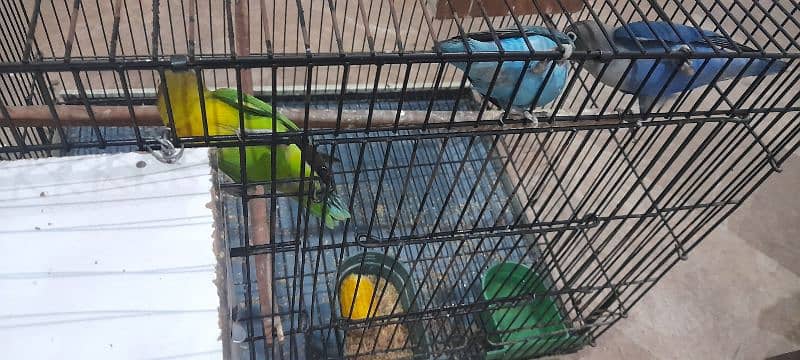 Love bird Fisher breeder Pair Blue and Green Urgent Sale 4