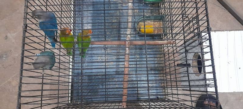 Love bird Fisher breeder Pair Blue and Green Urgent Sale 8