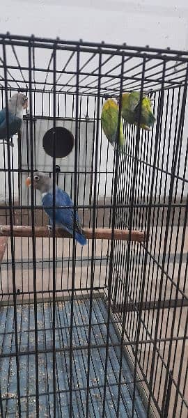 Love bird Fisher breeder Pair Blue and Green Urgent Sale 10