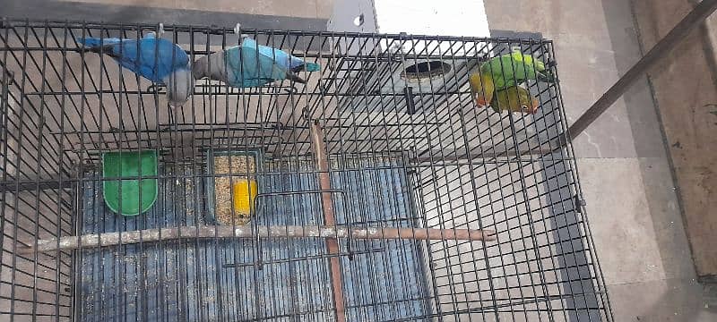 Love bird Fisher breeder Pair Blue and Green Urgent Sale 12