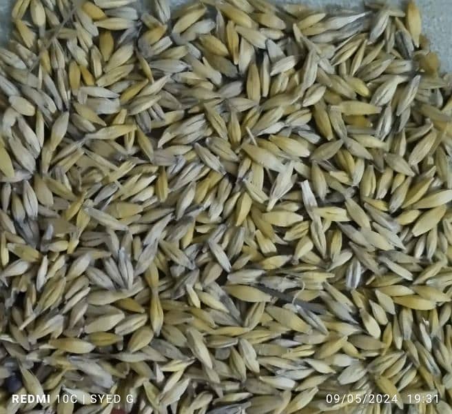 barley seeds 0