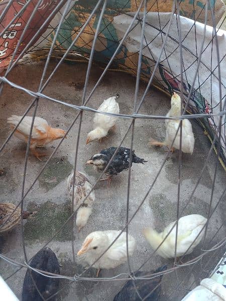 5 Farmi chicks and 5 misri chicks for sale.  whatsapp 03434835491 0
