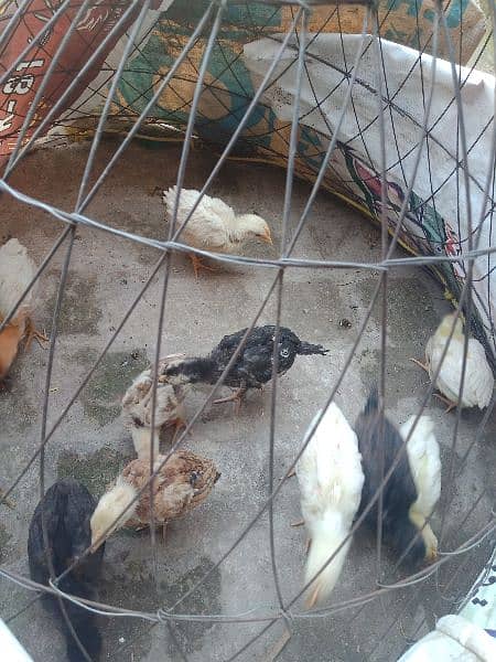 5 Farmi chicks and 5 misri chicks for sale.  whatsapp 03434835491 1