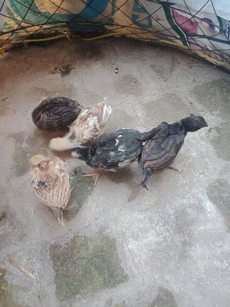 5 Farmi chicks and 5 misri chicks for sale.  whatsapp 03434835491 2