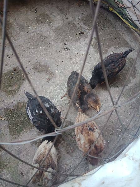 5 Farmi chicks and 5 misri chicks for sale.  whatsapp 03434835491 3