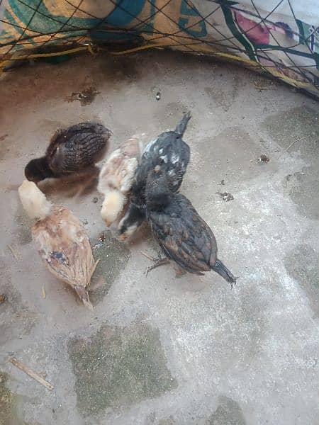 5 Farmi chicks and 5 misri chicks for sale.  whatsapp 03434835491 4