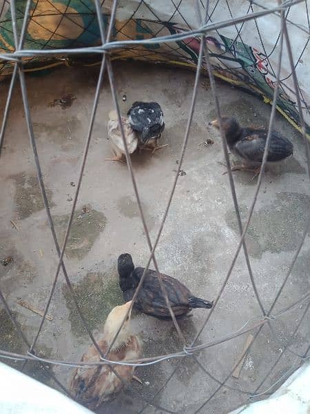 5 Farmi chicks and 5 misri chicks for sale.  whatsapp 03434835491 5