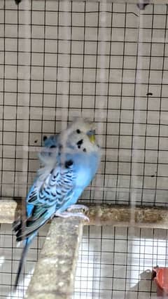 all budgies for sale