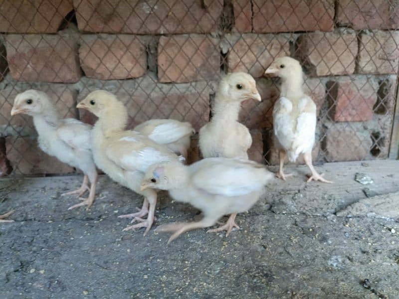 Top quality Heery chicks 3