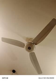 Royal ceiling fan cooper