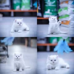 Adorable Persian Kittens / White Kitten / Cats