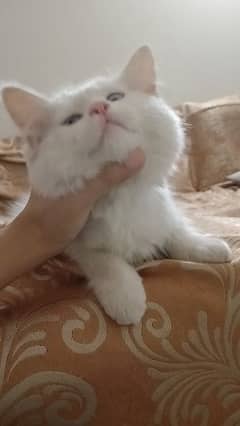 Persian kitten age 2 month