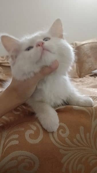 Persian kitten age 2 month 0