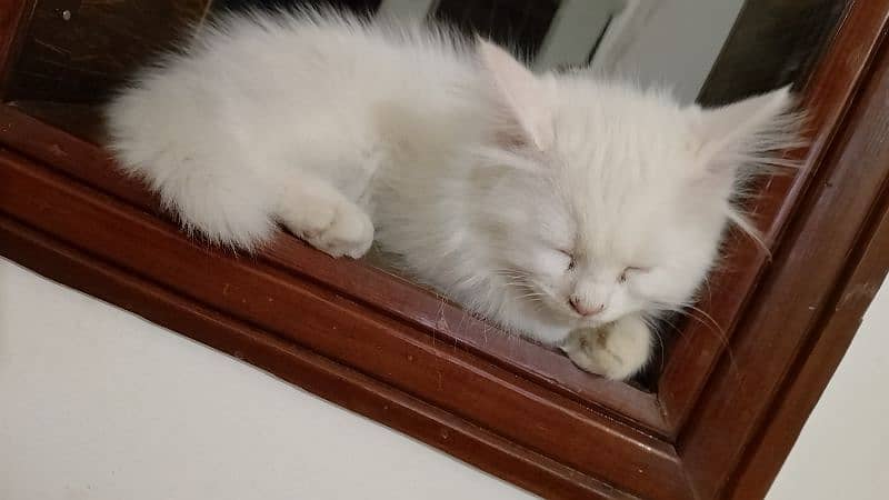 Persian kitten age 2 month 1