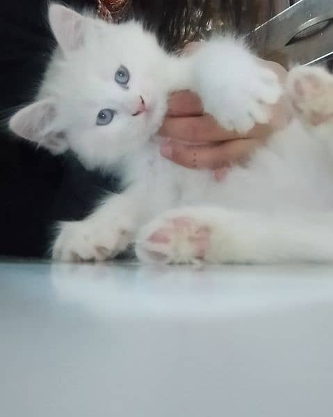 Persian kitten age 2 month 2