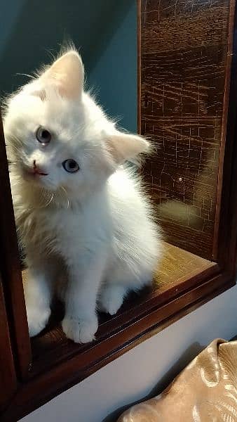 Persian kitten age 2 month 3