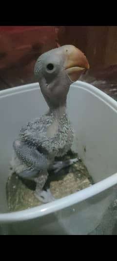 Parrot chick for sale 0