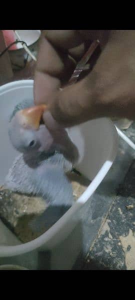 Parrot chick for sale 1