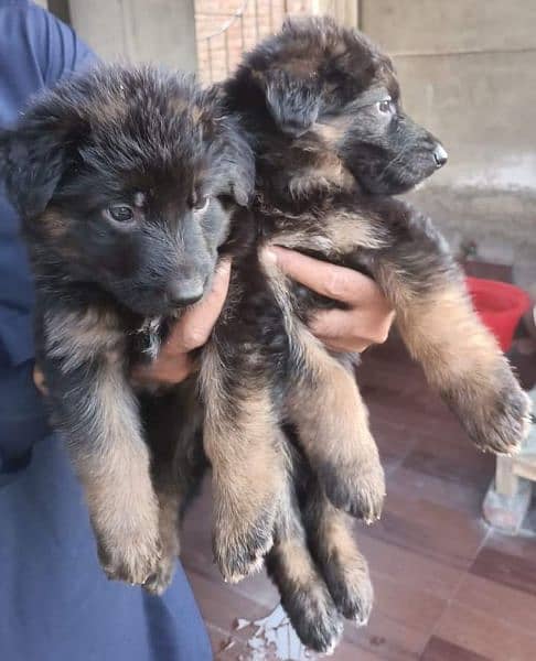 German shepherd puppies available for sale 2